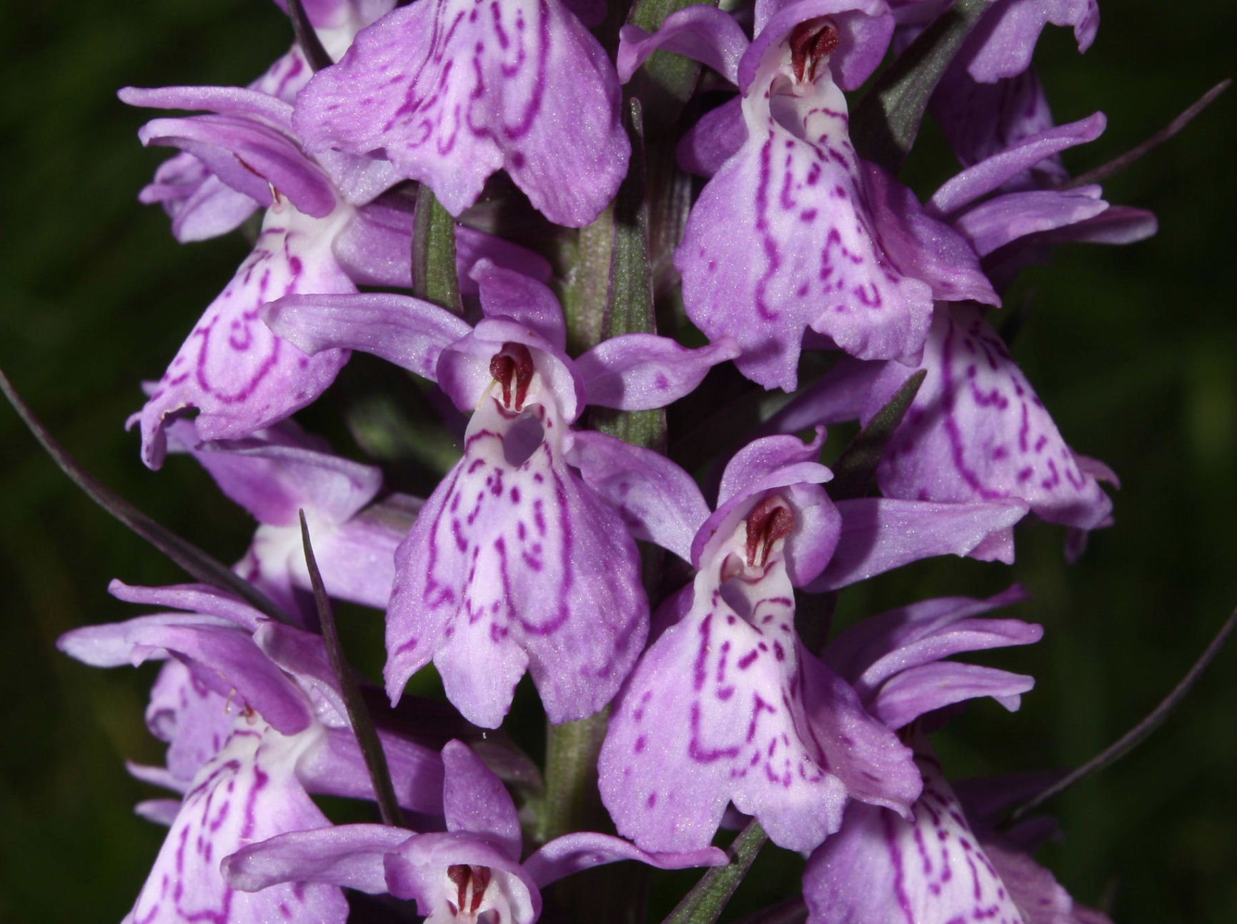 Dactylorhiza fuchsii